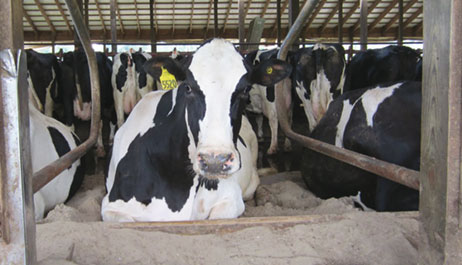 Aanzienlijke kostenbesparing ten aanzien van het ligbed voor koeien